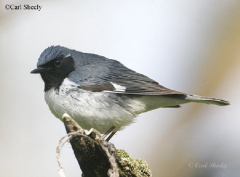 black-throated-blue-warbler-003 Black-throated Blue Warbler