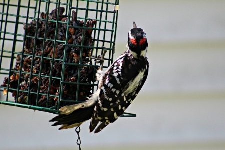 woodpecker-3643067_640 woodpecker-3643067_640
