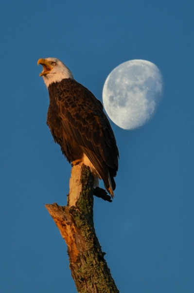 Eagle in Early Morning Light Eagle in Early Morning Light Taken by Thomas McEwen