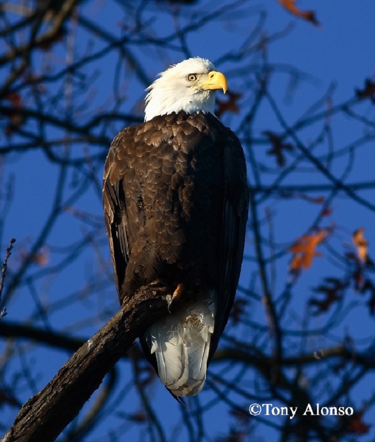 Adult Bald Eagle, Photo Credit Dave Hawkins Adult Bald Eagle, Photo Credit Dave Hawkins