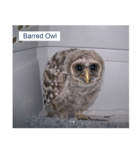 Barred Owl Fledgling Barred Owl Fledgling