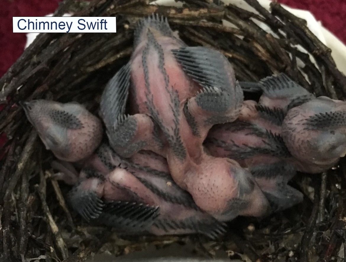 Chimney Swift