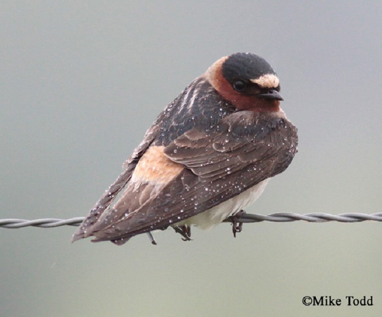 Adult Cliff Swallow