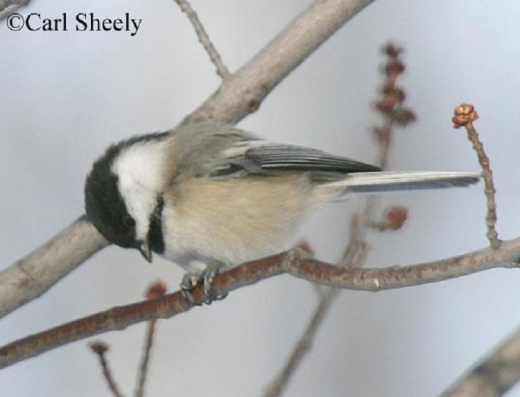 Black-capped Chickadee Range Map