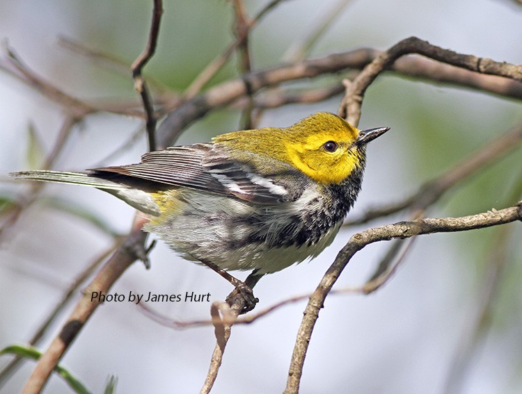 black-throated-green-warbler Black-throated Green Warbler