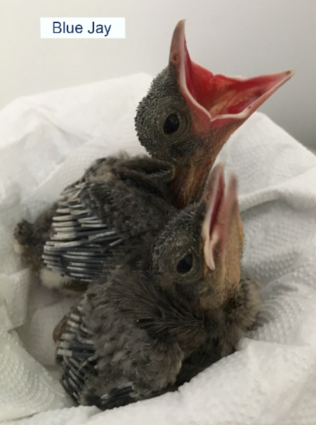 Blue Jay Nestling