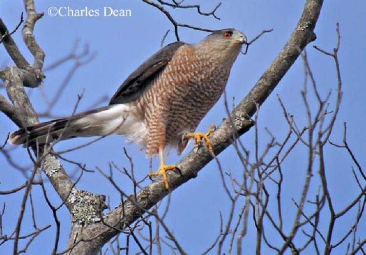 Adult Cooper's Hawk