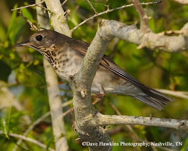 Gray-cheeked Thrush