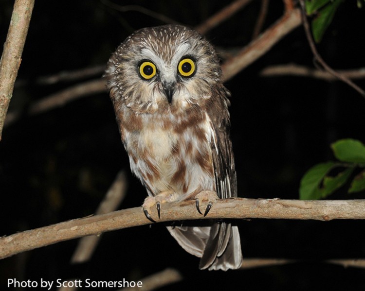 northern-saw-whet-owl Northern Saw-whet Owl
