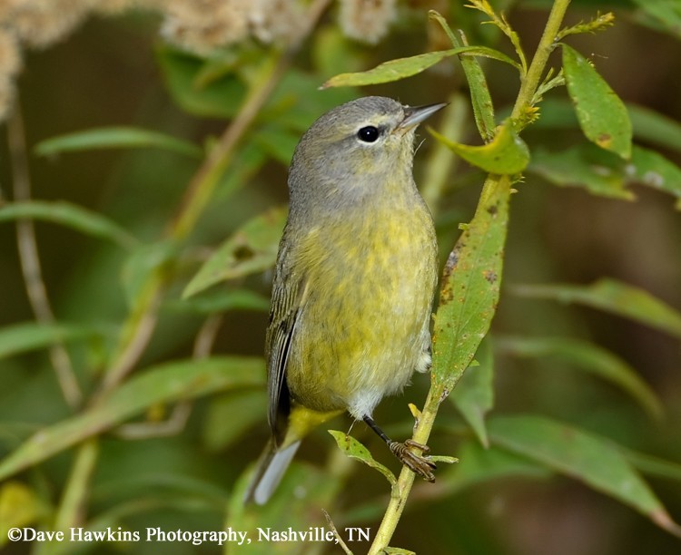 orange-crowned-warbler Orange-crowned Warbler