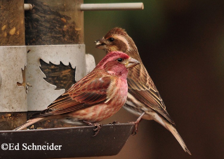 purple-finch Purple Finch