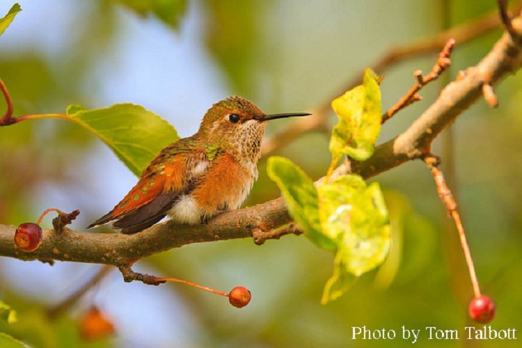 Rufous Hummingbird