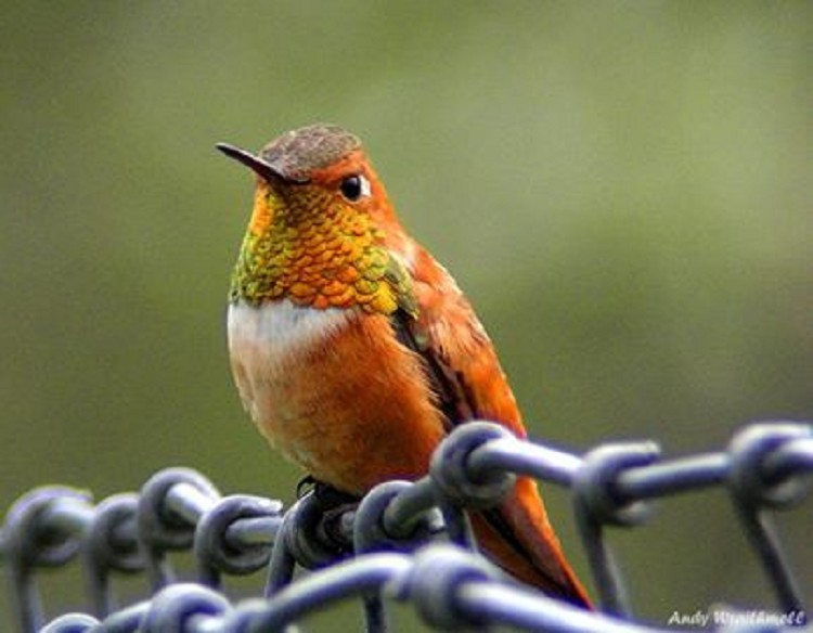 Rufous Hummingbird
