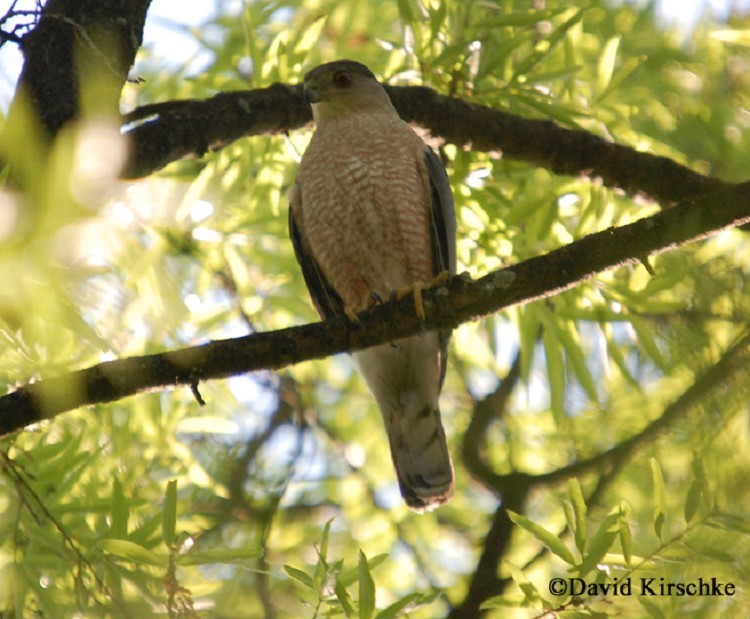 Adult perched. Note small head and square tail.