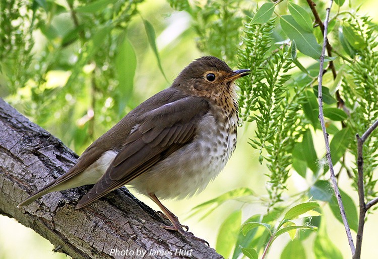 Swainson's Thrush