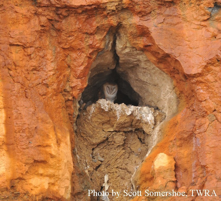 barn-owl-002 Barn Owl
