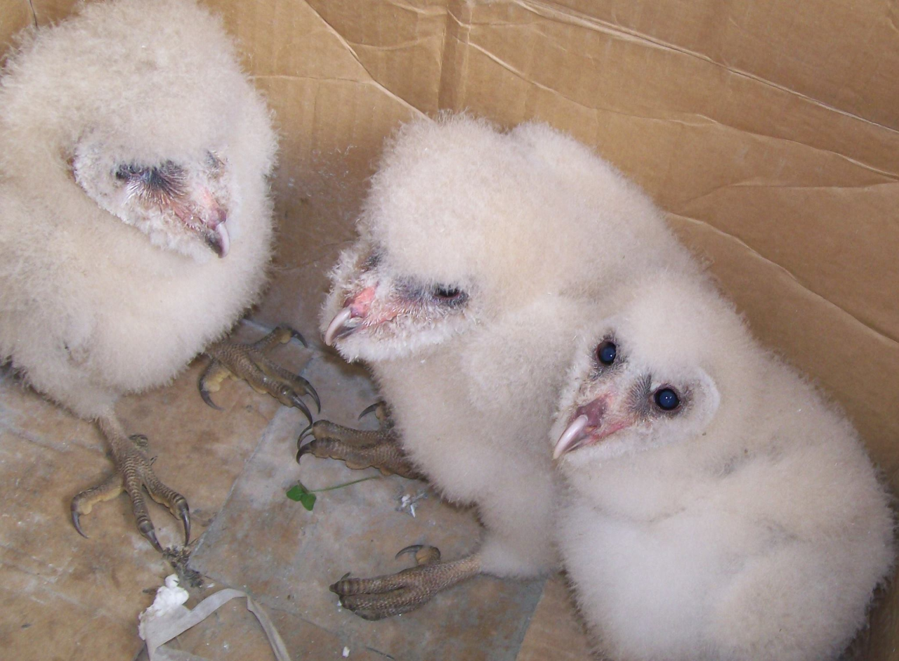 Barn Owl Fledgling Barn Owl Fledgling