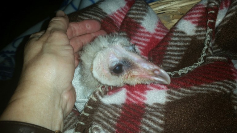 Barn Owl Fledgling Barn Owl Fledgling