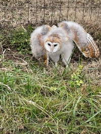 Barn Owl Fledgling Barn Owl Fledgling