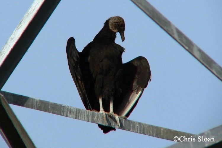 Black Vulture