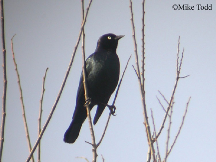 Brewer's Blackbird Brewer's Blackbird