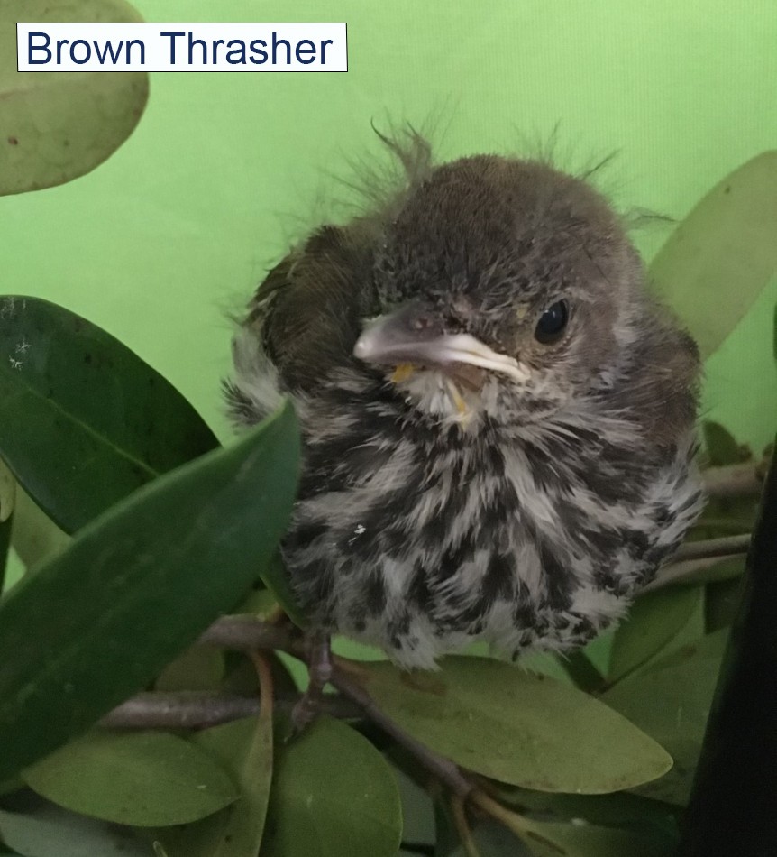 Brown Thrasher Brown Thrasher Baby