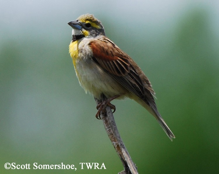 Dickcissel Spiza americana