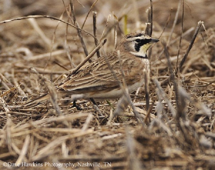 Horned Lark