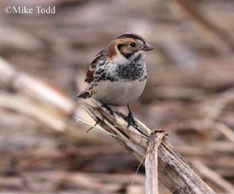 lapland-longspur Lapland Longspur