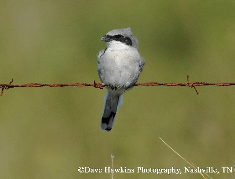 Loggerhead Shrike