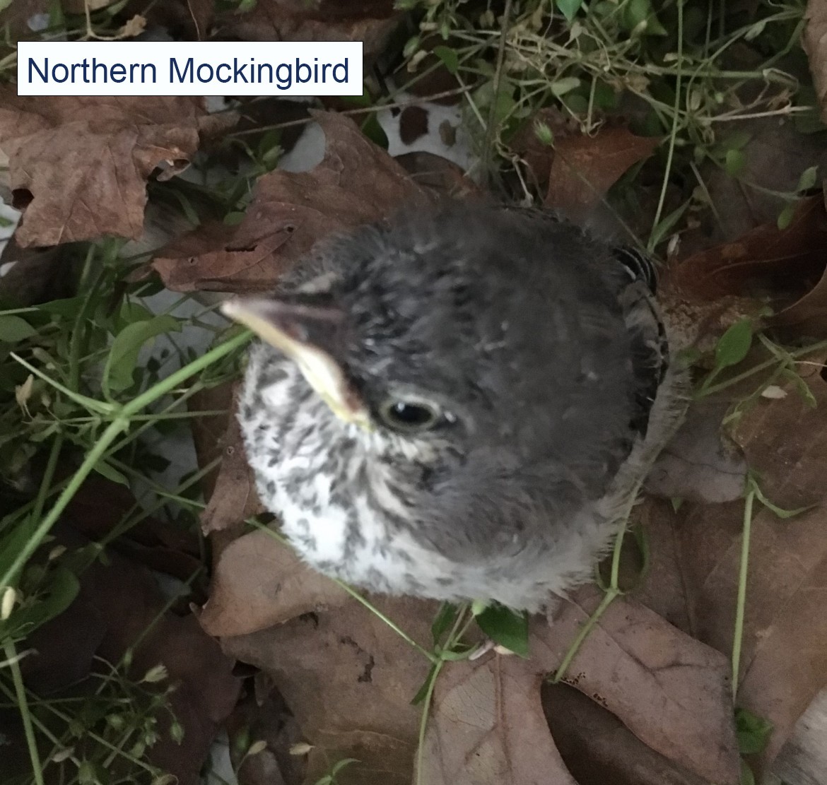 Northern Mockingbird