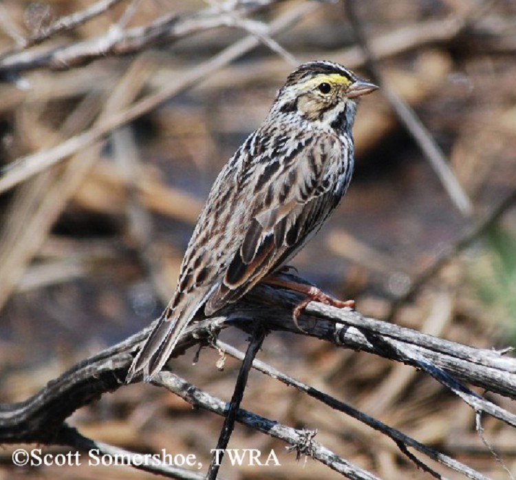 Savannah Sparrow