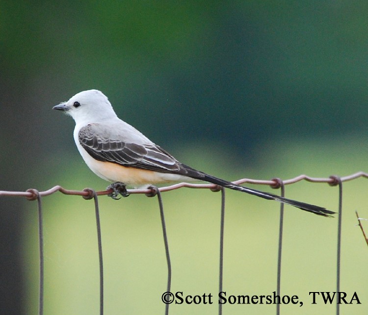Scissor-tailed Flycatcher