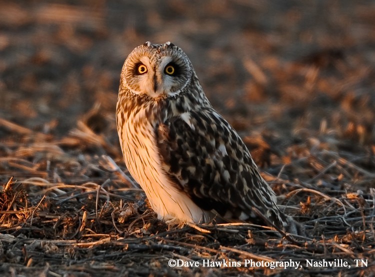 Short-eared Owl