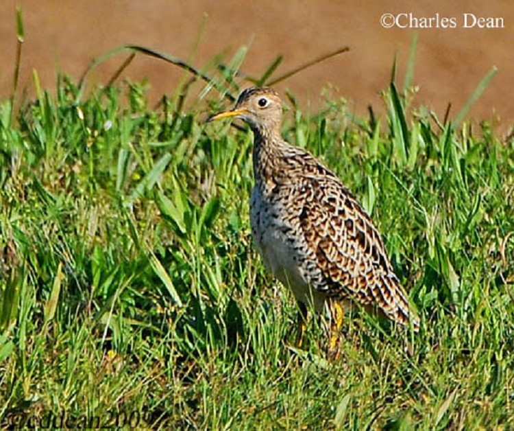 Upland Sandpiper