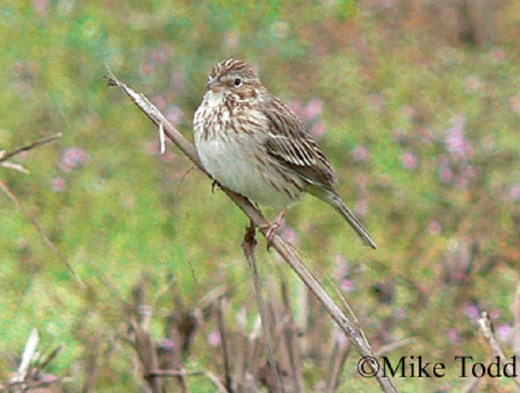 vesper-sparrow Vesper Sparrow