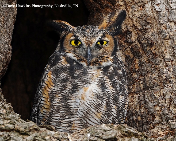 great-horned-owl