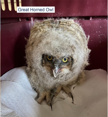 Great Horned Owl