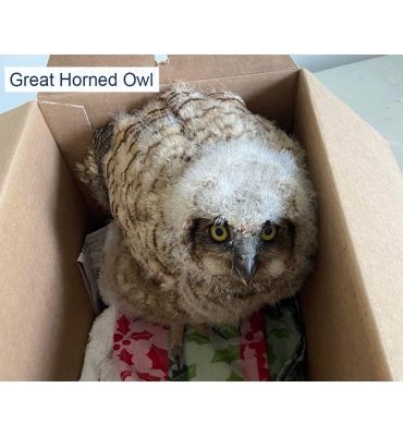 Great Horned Owl