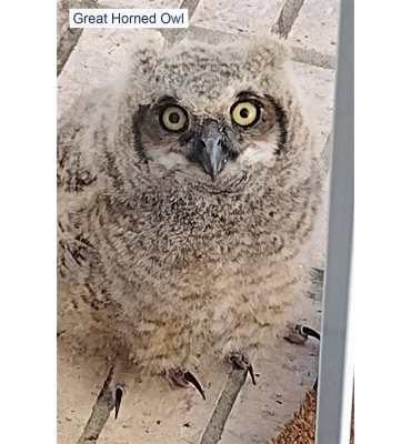 Great Horned Owl