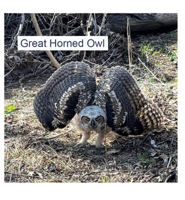 Great Horned Owl