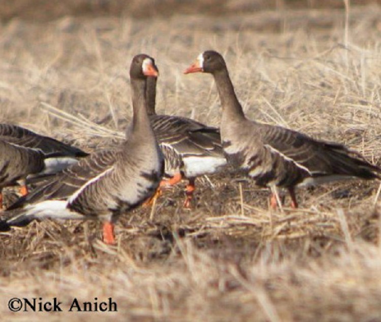 Greater-White-fronted-Goose Greater White-fronted Goose