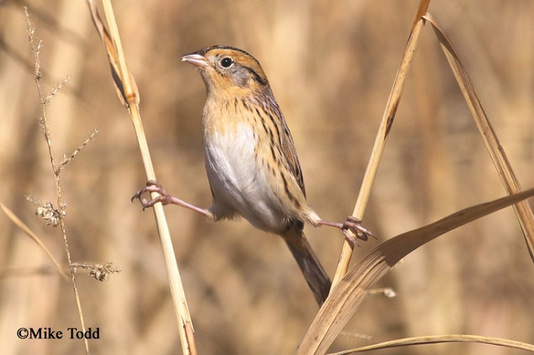 lecontes-sparrow Le Conte's Sparrow