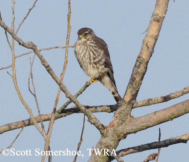 Adult Merlin