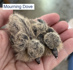 Mourning Dove