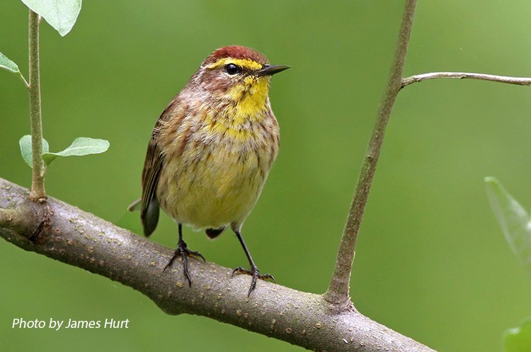 palm-warbler Palm Warbler