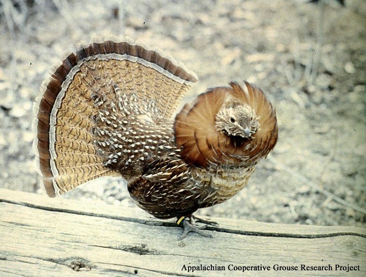 Ruffed Grouse