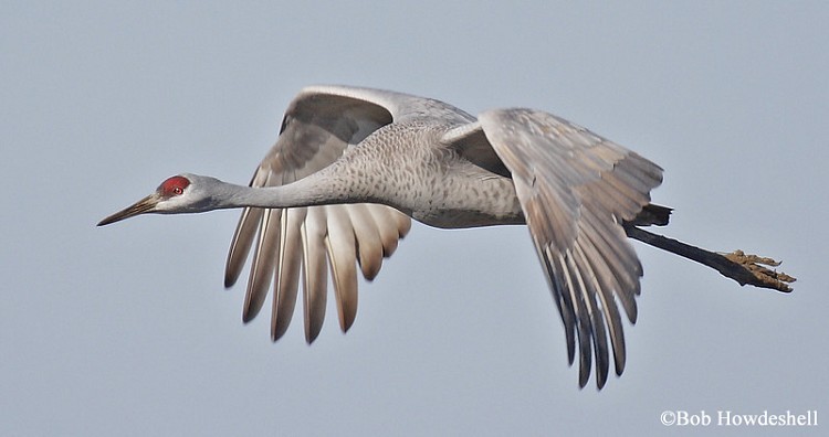 Sandhill Crane in Flight Sandhill Crane in Flight