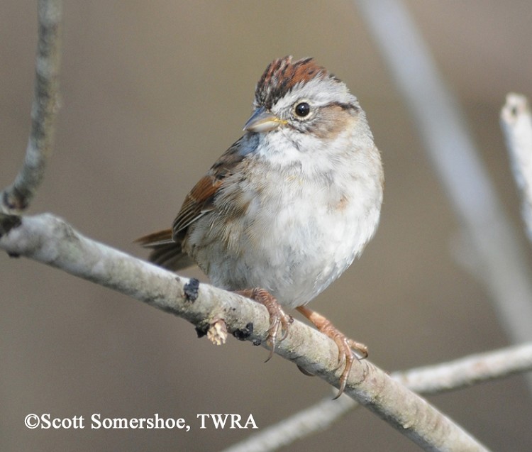 Swamp Sparrow