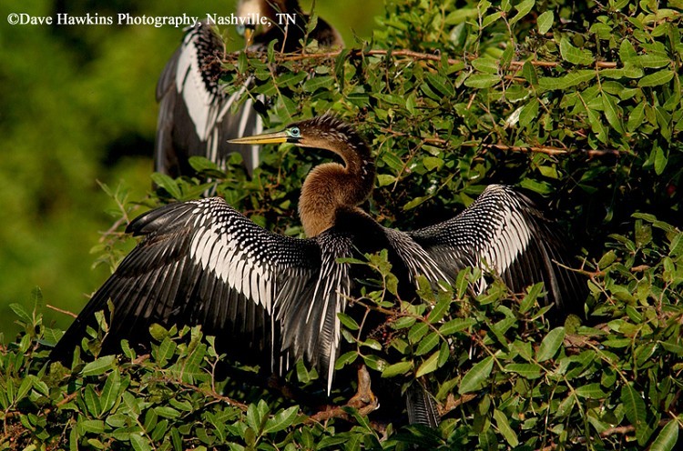 Anhinga, Anhinga anhinga, Adult Male, Photo Credit: Dave Hawkins Anhinga, Anhinga anhinga, Adult Male, Photo Credit: Dave Hawkins